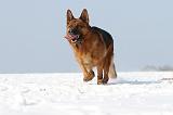 BERGER ALLEMAND 455